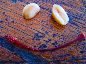 peanut-cherry-stem-smiley-1