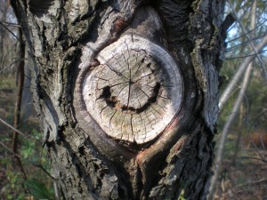tree-smile