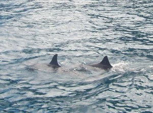 dolphin-smiley