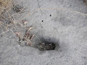 holes-in-the-ground-smiley