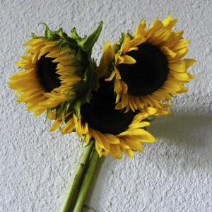 sunflower-smiley-16-flower
